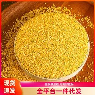 Yellow Millet, a Traditional Crop for Nourishing the Stomach, Glutinous Millet, a Variety of Grains, Fresh Small Yellow Millet, Nutritious and Nourishing Millet Porridge, Rich in Grains