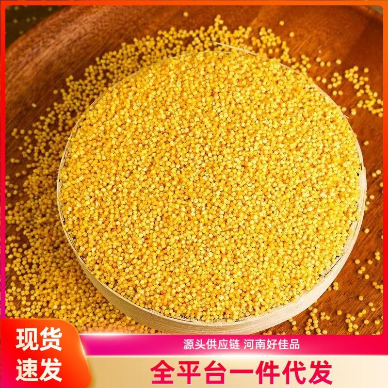 Yellow Millet, a Traditional Crop for Nourishing the Stomach, Glutinous Millet, a Variety of Grains, Fresh Small Yellow Millet, Nutritious and Nourishing Millet Porridge, Rich in Grains