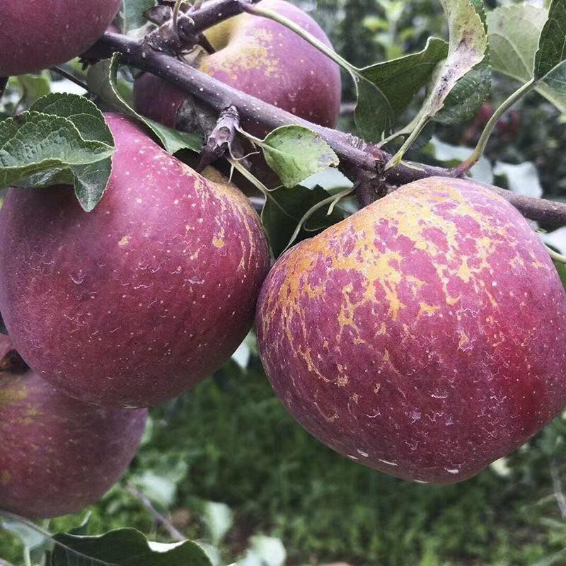 Sichuan Daliangshan Yanyuan Ugly Apples Non-Red Fuji Red General Gala Apples with Sugar Heart 5kg Free Shipping